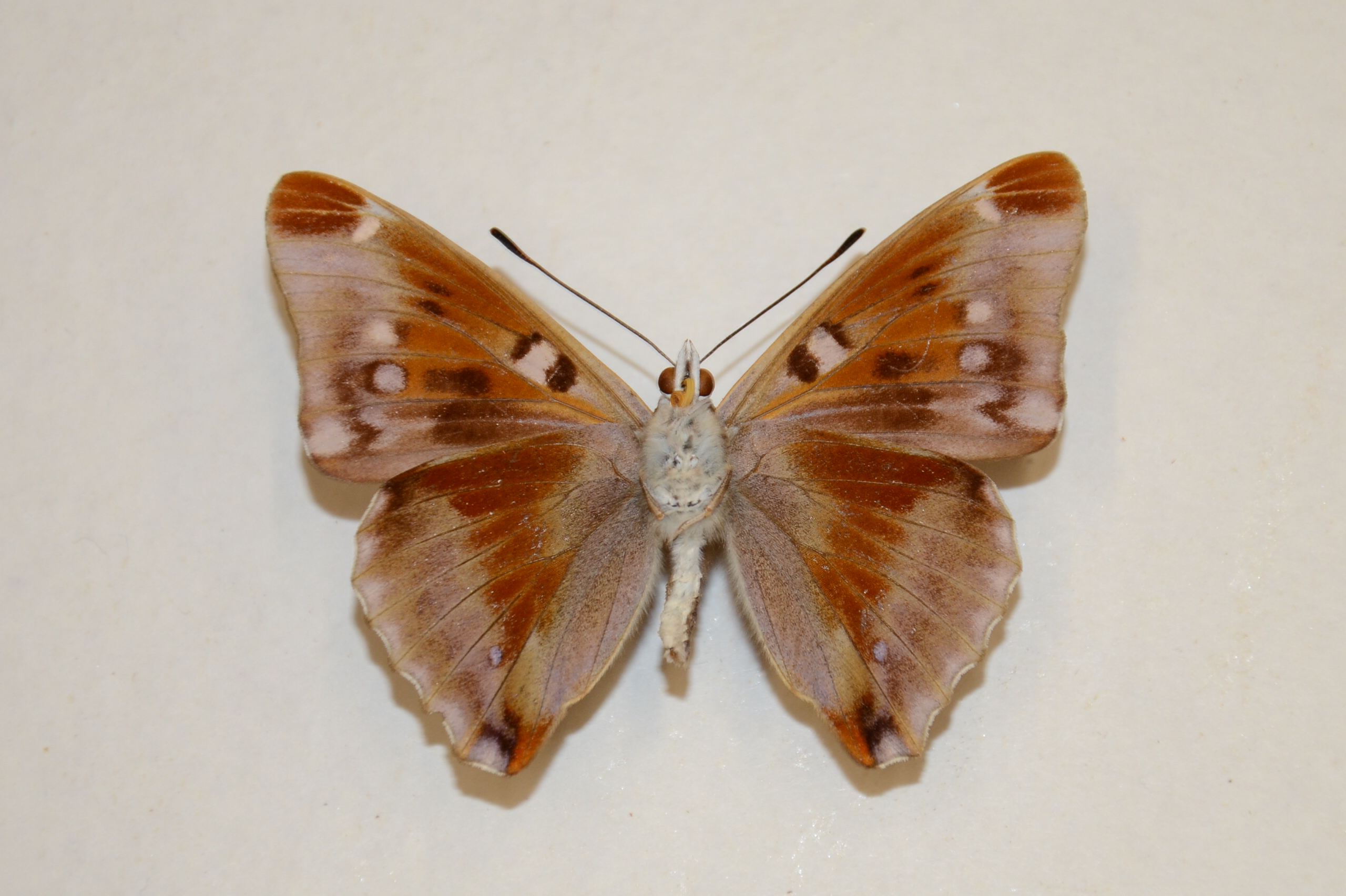 Apatura iris iole male (aberration), verso 10 [Internet image property of respective owner, non commercial use only]